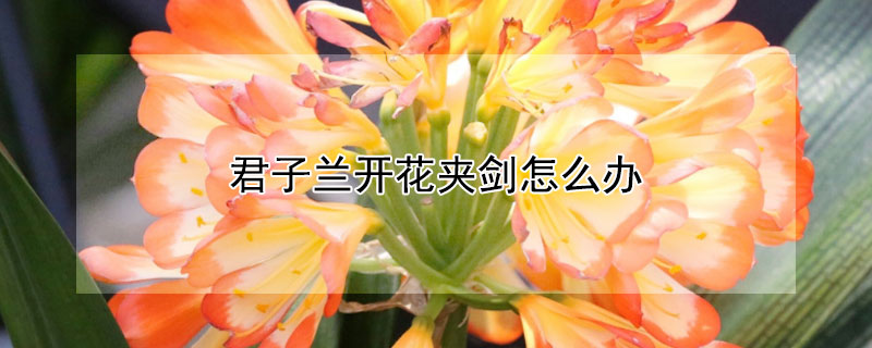 君子兰开花夹剑怎么办