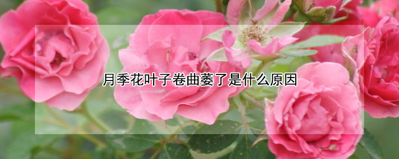 月季花叶子卷曲萎了是什么原因