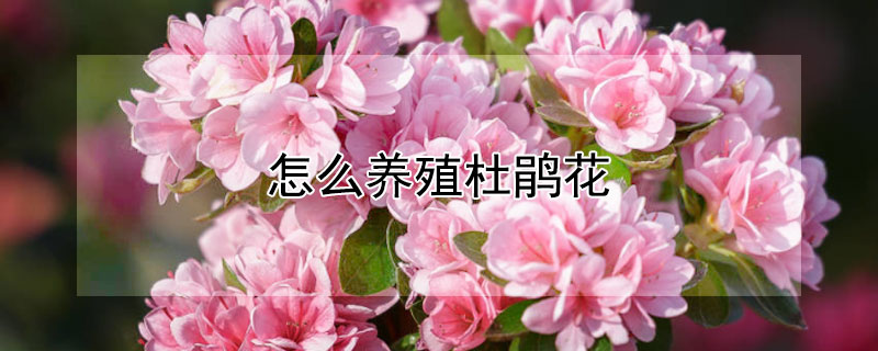 怎么养殖杜鹃花（怎么养殖杜鹃花视频）