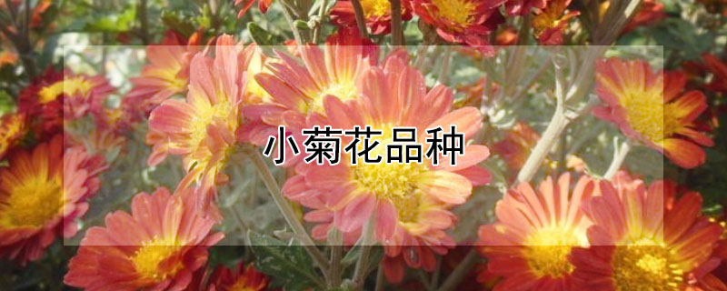 小菊花品种