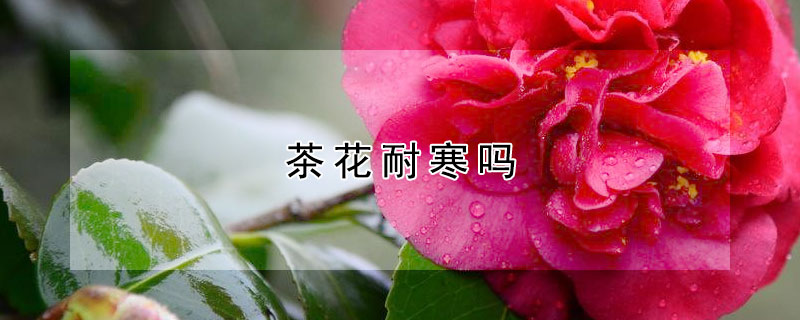 茶花耐寒吗