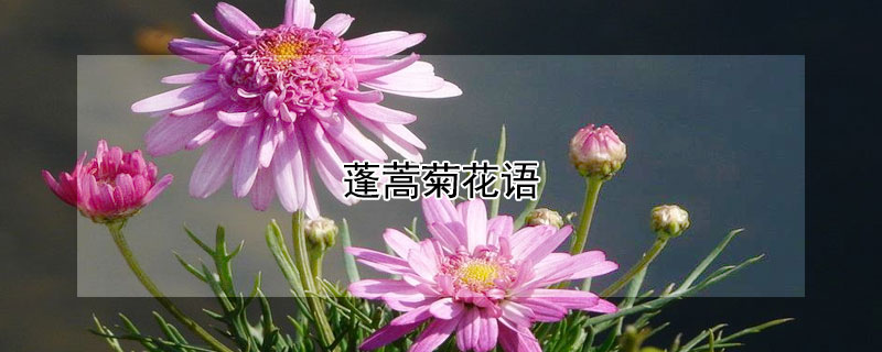 蓬蒿菊花语 蓬蓬菊的花语