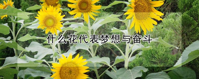 什么花代表梦想与奋斗