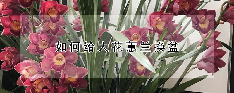 如何给大花蕙兰换盆 大花蕙兰花后怎么换盆