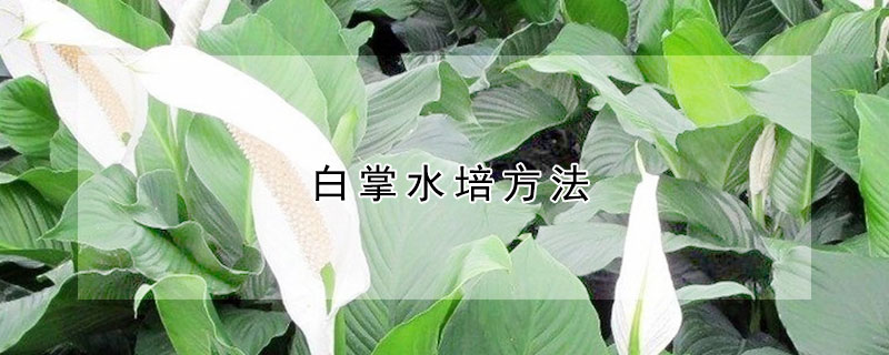 白掌水培方法