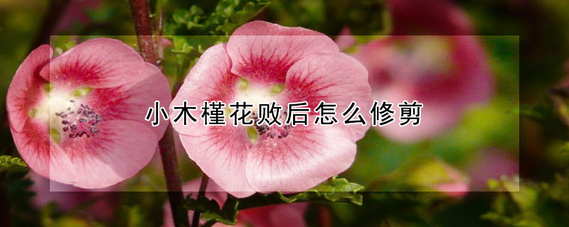 小木槿花败后怎么修剪