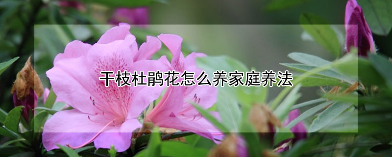 干枝杜鹃花怎么养家庭养法