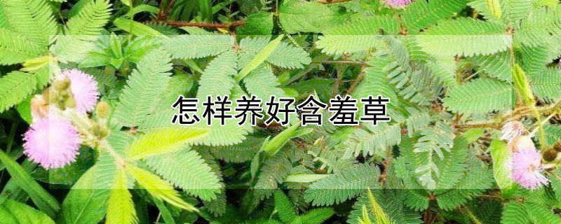 怎样养好含羞草（怎样养好含羞草?）