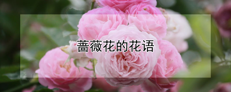 蔷薇花的花语