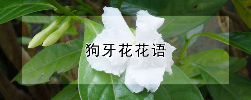 狗牙花花语（狗牙根花语）