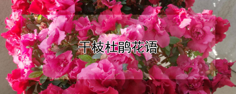 干枝杜鹃花语 干枝杜鹃花花语