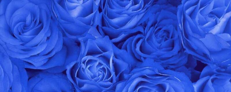 蓝色妖姬的花语是什么 蓝色妖姬的花语是什么意思 寓意