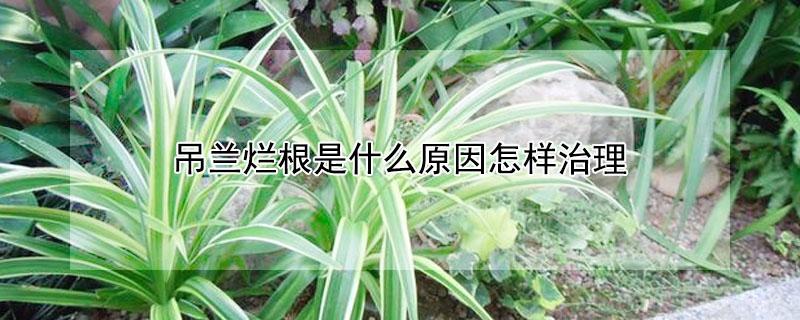 吊兰烂根是什么原因怎样治理