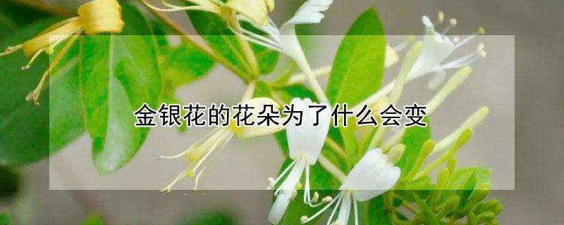 金银花的花朵为了什么会变