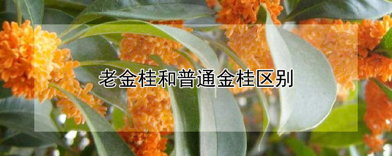 老金桂和普通金桂区别