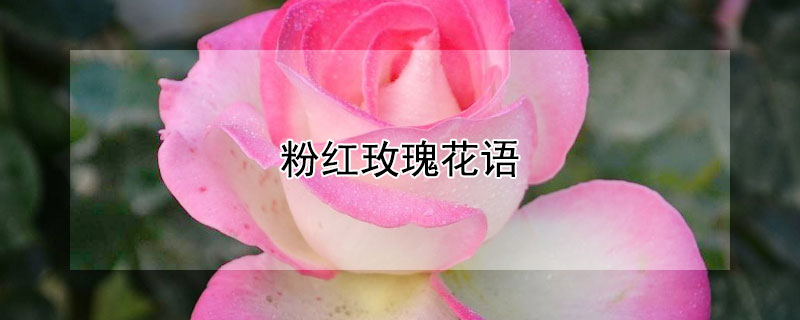 粉红玫瑰花语（粉红雪山玫瑰花语）