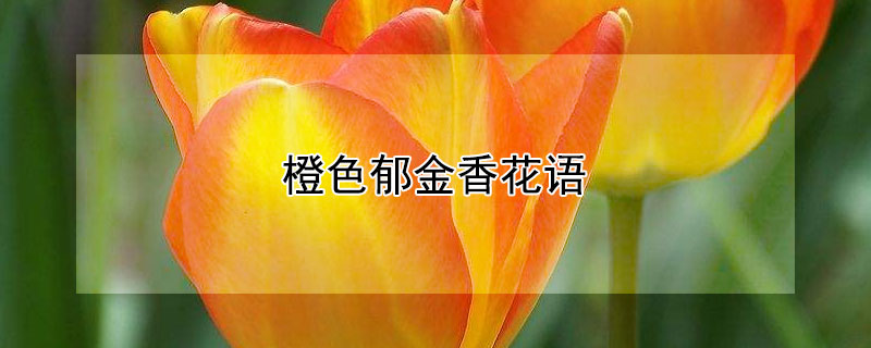 橙色郁金香花语