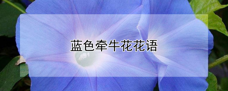 蓝色牵牛花花语