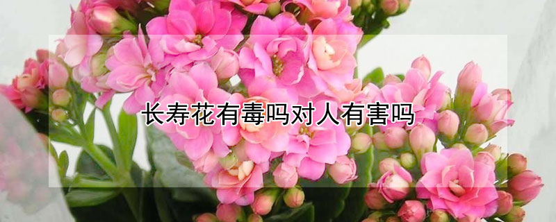 长寿花有毒吗对人有害吗