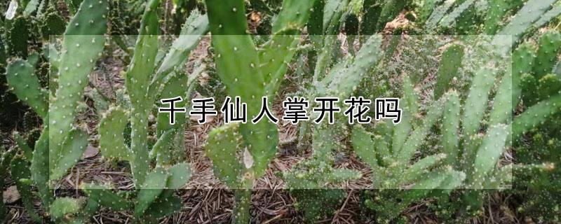 千手仙人掌开花吗（千手观音仙人掌开花吗）