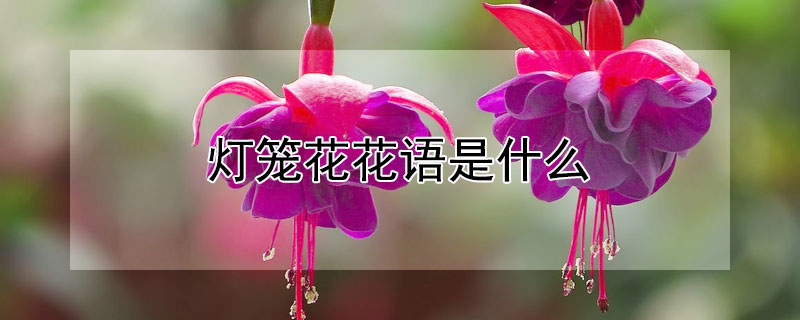 灯笼花花语是什么 灯笼花含义