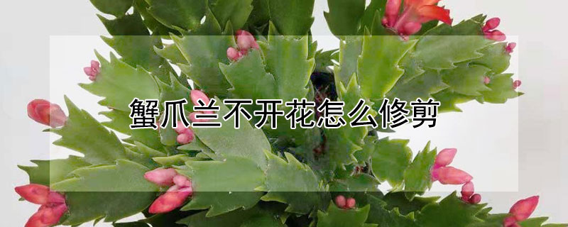 蟹爪兰不开花怎么修剪