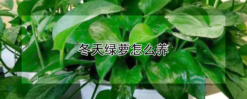 冬天绿萝怎么养