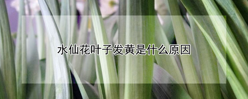 水仙花叶子发黄是什么原因