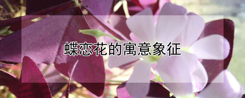 蝶恋花的寓意象征