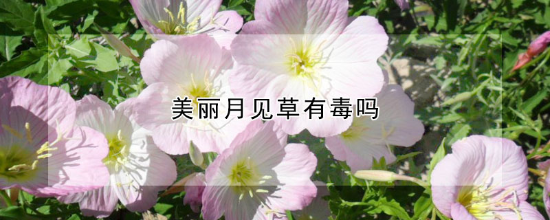 美丽月见草有毒吗