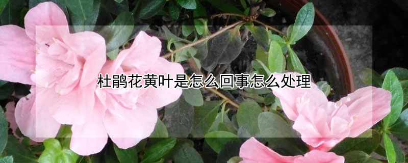 杜鹃花黄叶是怎么回事怎么处理