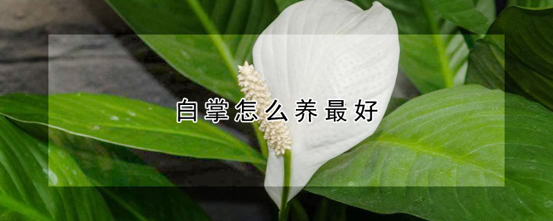 白掌怎么养最好