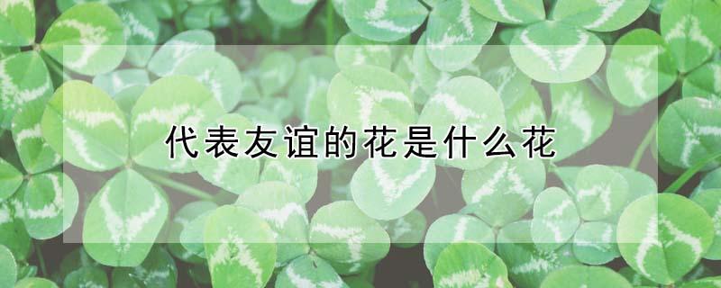 代表友谊的花是什么花