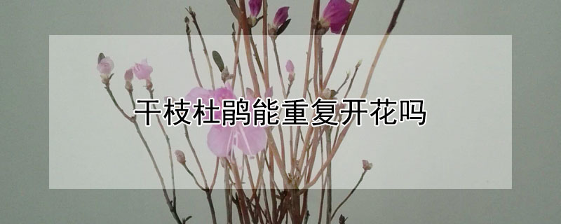 干枝杜鹃能重复开花吗