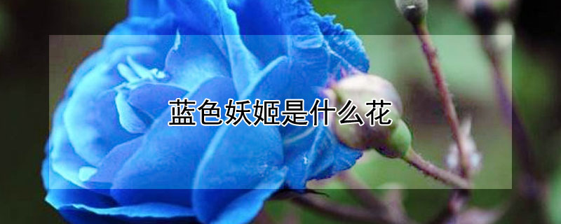 蓝色妖姬是什么花 人们通常送的蓝色妖姬是什么花