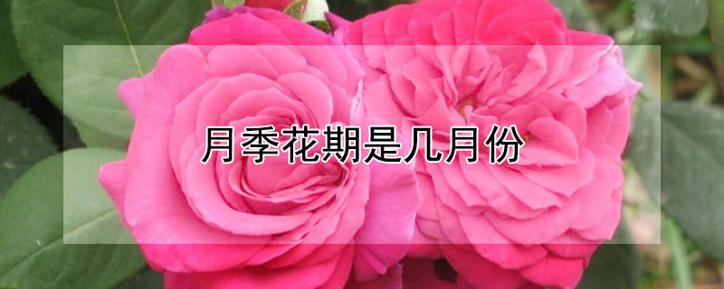 月季花期是几月份