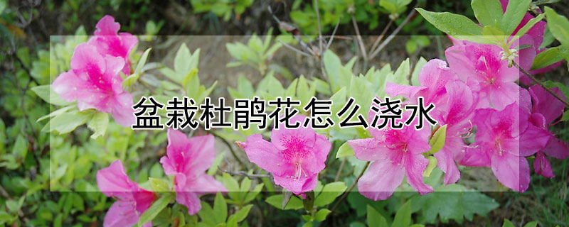 盆栽杜鹃花怎么浇水