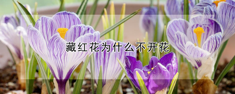 藏红花为什么不开花（藏红花为什么不开花几月份开花）