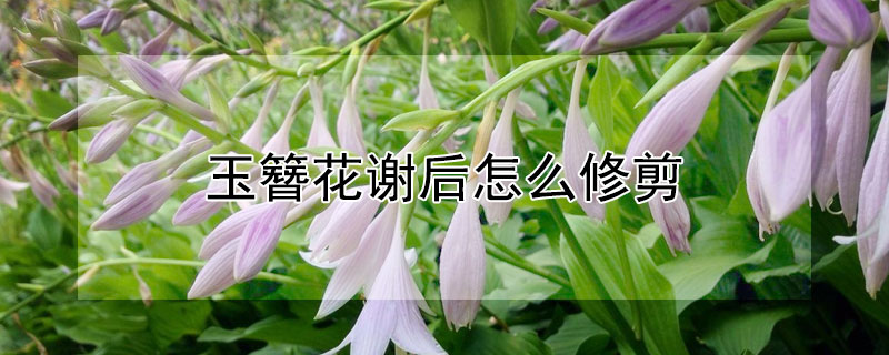 玉簪花谢后怎么修剪