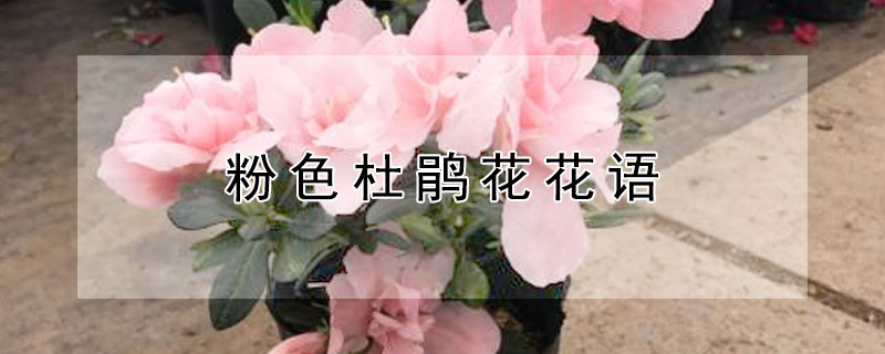 粉色杜鹃花花语