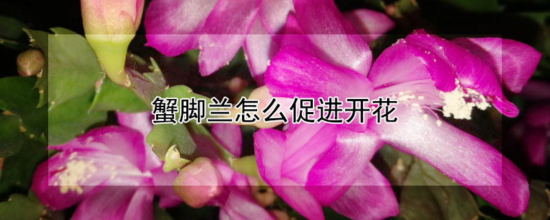 蟹脚兰怎么促进开花（蟹脚兰要开花应注意什么）