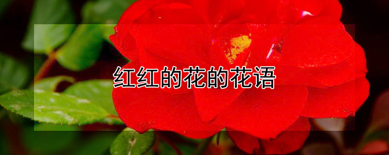 红红的花的花语 红的花语是什么?