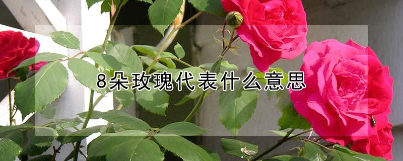 8朵玫瑰代表什么意思