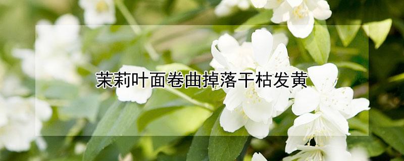 茉莉叶面卷曲掉落干枯发黄