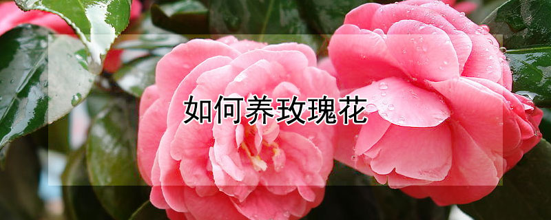 如何养玫瑰花