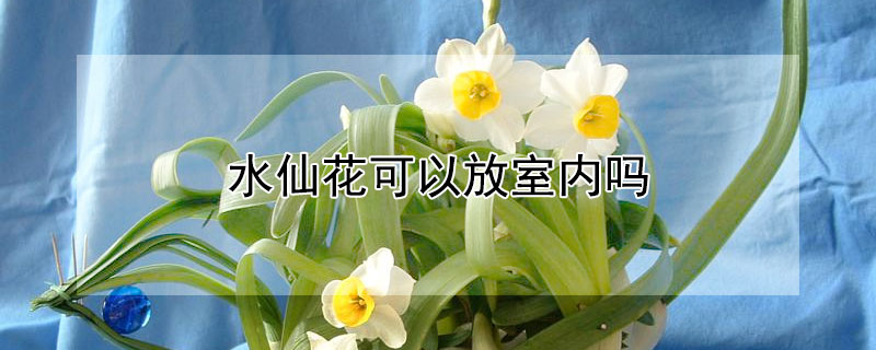 水仙花可以放室内吗