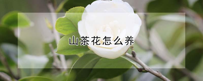 山茶花怎么养