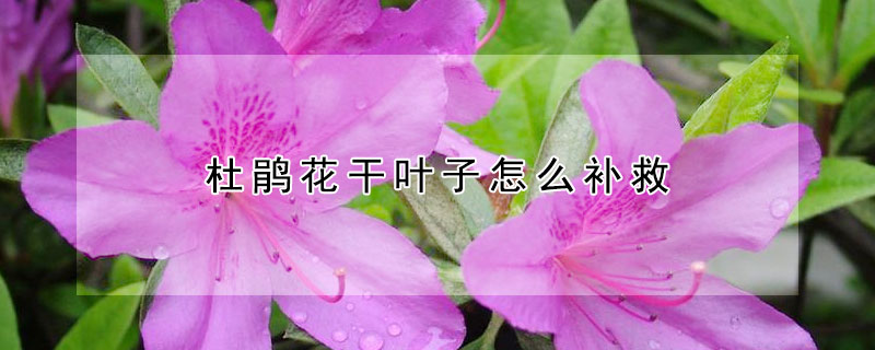 杜鹃花干叶子怎么补救（杜鹃花掉叶怎么办）