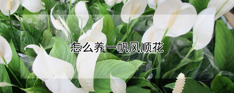 怎么养一帆风顺花