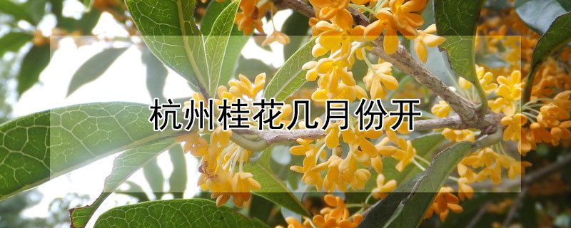 杭州桂花几月份开